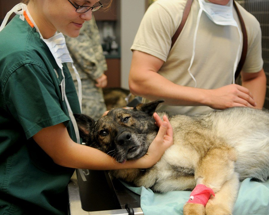 Vétérinaire pour chien